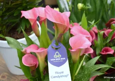 De Calla Royal Candyshop is een zeer gewild soort vanwege zijn mooie kleur.